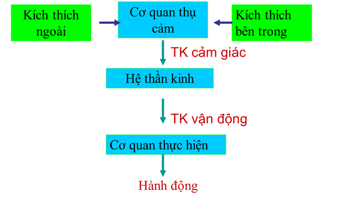 Top 18 Tập Tính Là Gì Hay Nhất 2022 Topz Eduvn 7457