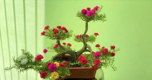 Top 16 cách làm bonsai hoa mười giờ hay nhất 2022