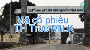 Top 15 cổ phiếu th true milk hay nhất 2022