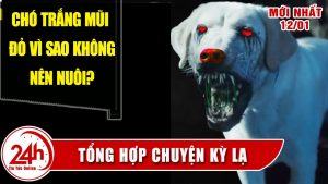 Top 19 chó trắng mũi đỏ hay nhất 2022