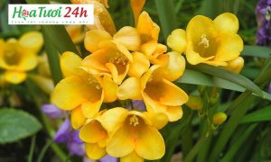 Top 15 freesia hay nhất 2022