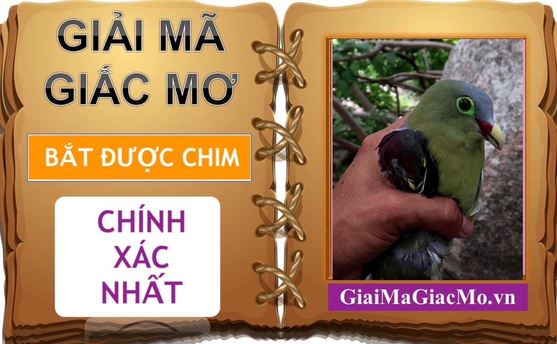 Top 18 mơ bắt được chim đánh con gì hay nhất 2022