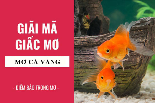 Top 19 nằm mơ thấy cá vàng hay nhất 2022