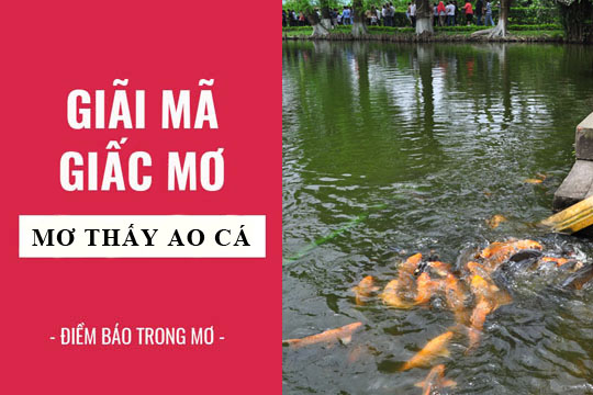 Top 19 mơ thấy ao cá hay nhất 2022