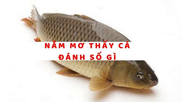 Top 18 mơ bắt cá đánh con gì hay nhất 2022